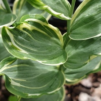 Polygonatum x hybridum 'Striatum'